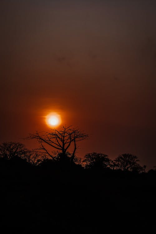 Photos gratuites de arbres, aube, coucher de soleil