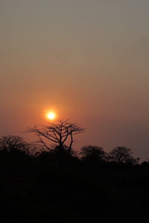 Silhouettes of Barren Trees at Sunset