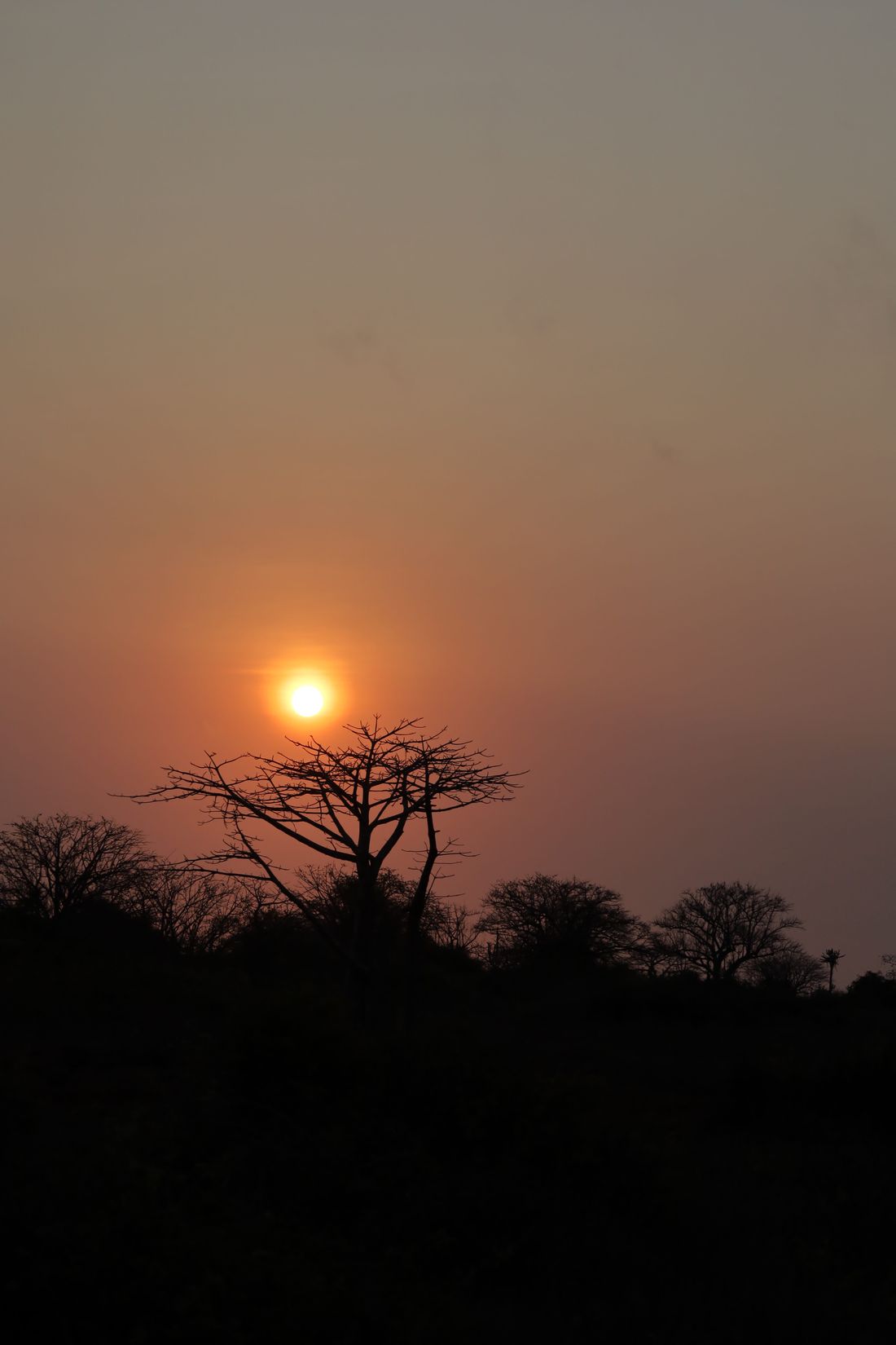 Baobabs au coucher du soleil en Afrique
