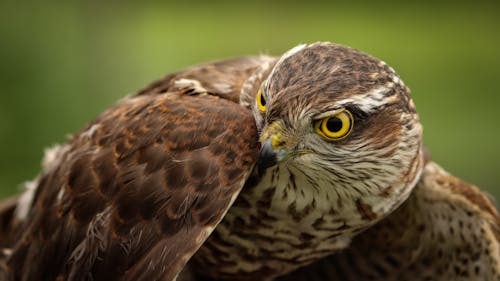 Close-Up Photo of a Brown Hawk