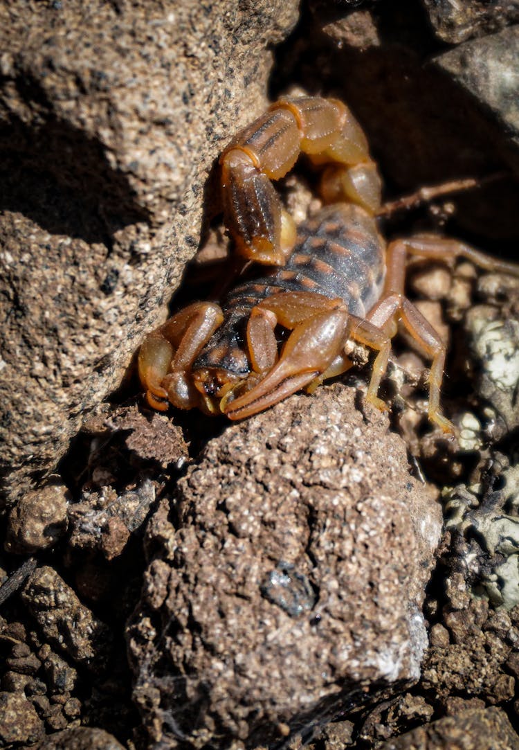 Scorpio At Beach