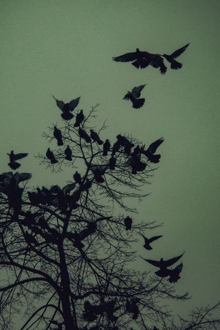 Cover art: birds silhouetted on a bare tree at dusk — photo by Ammy Singh on Pexels