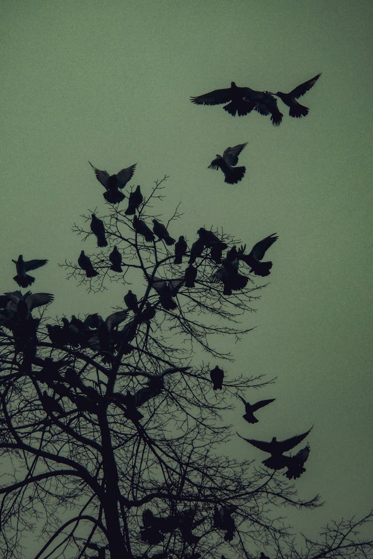 Birds On Barren Tree