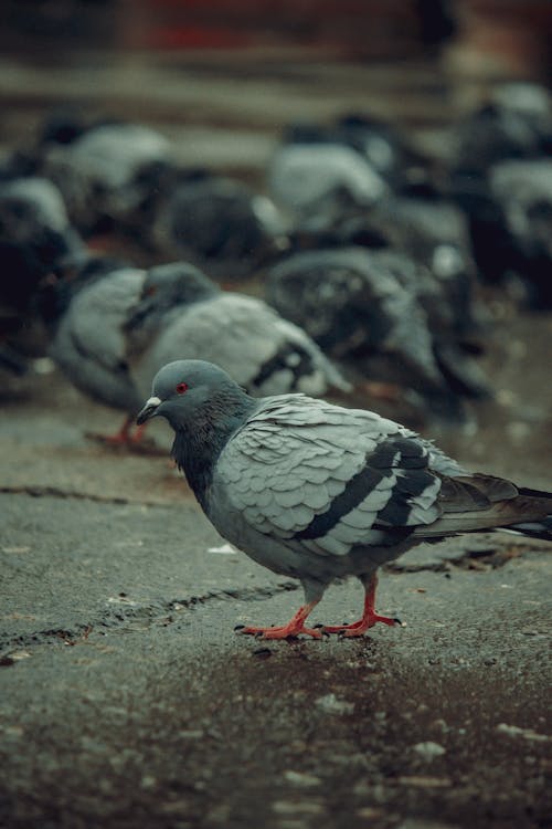 Pigeons on Pavement