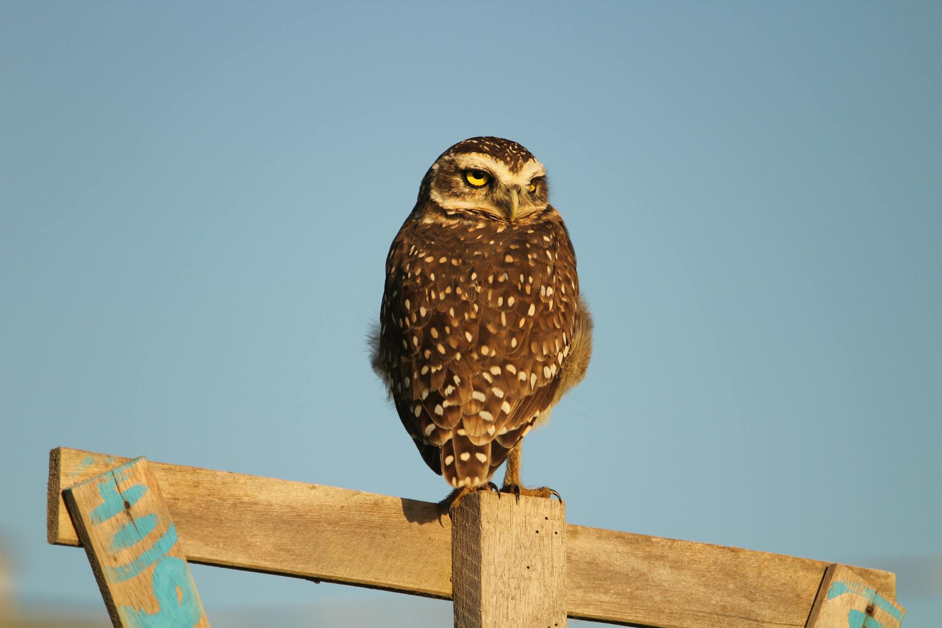 Portrait of Owl