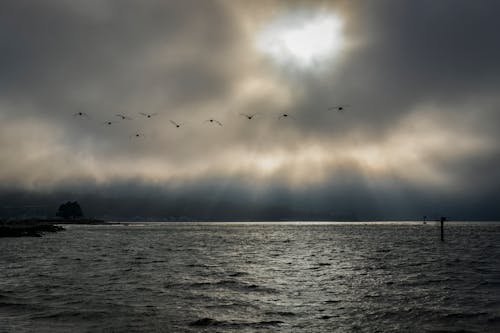 구름, 날으는, 바다의 무료 스톡 사진