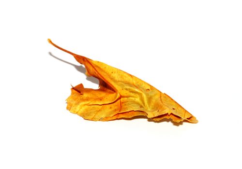 Free stock photo of dry, dry leaf, gold Stock Photo