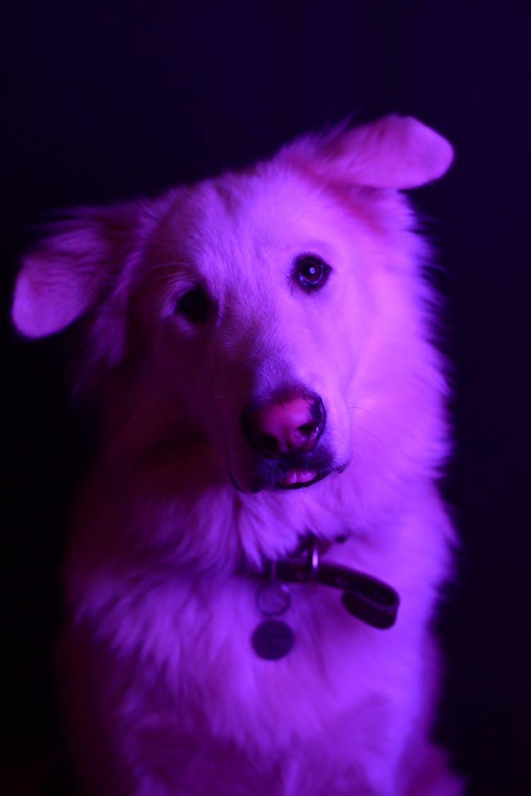 Purple Light On A Cute Dog