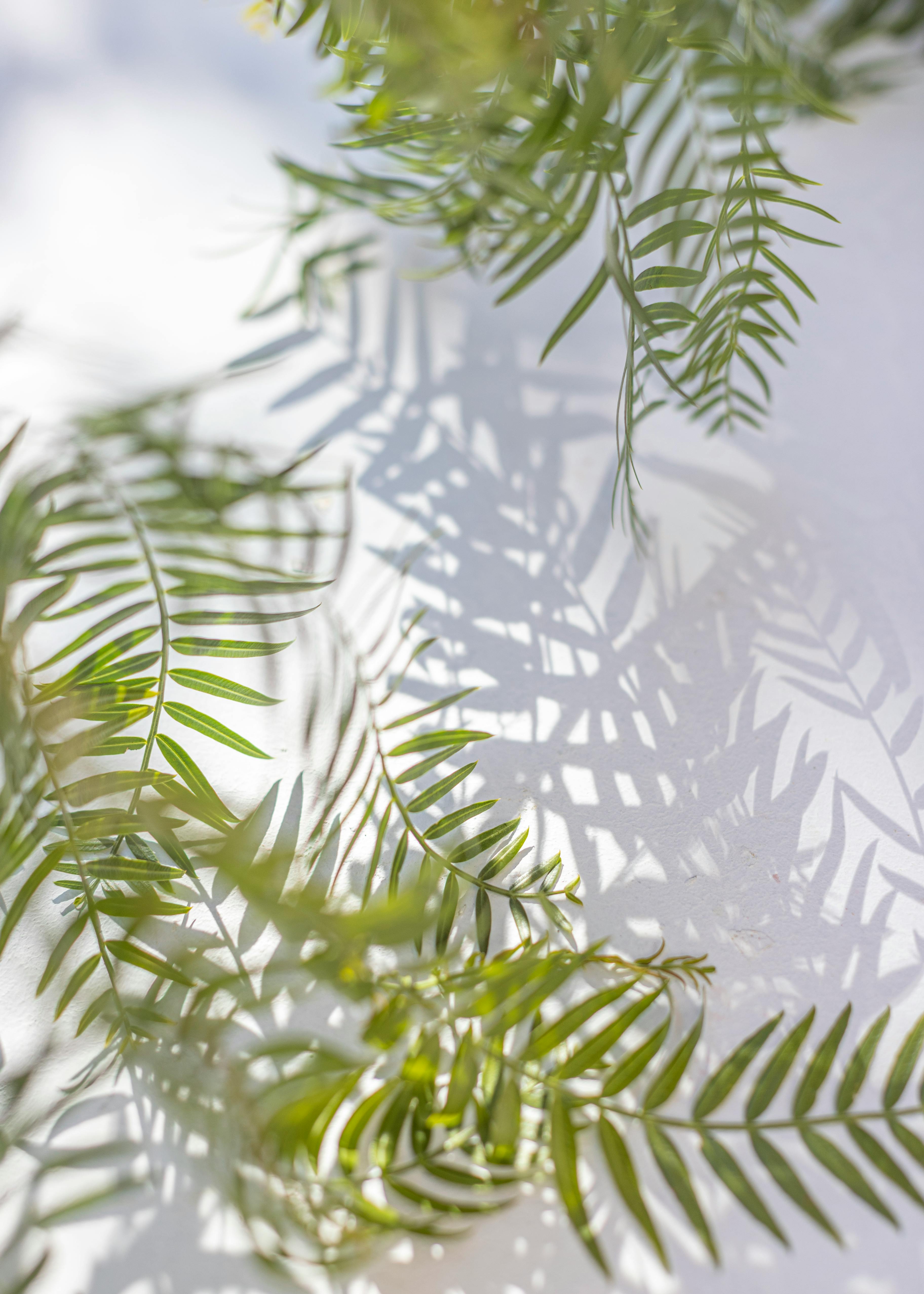 Photo Of Green Fern Leaves · Free Stock Photo