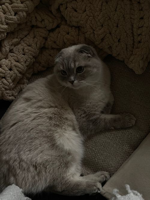 Free Adorable Scottish Fold cat relaxing comfortably on a soft couch, exuding calmness. Stock Photo