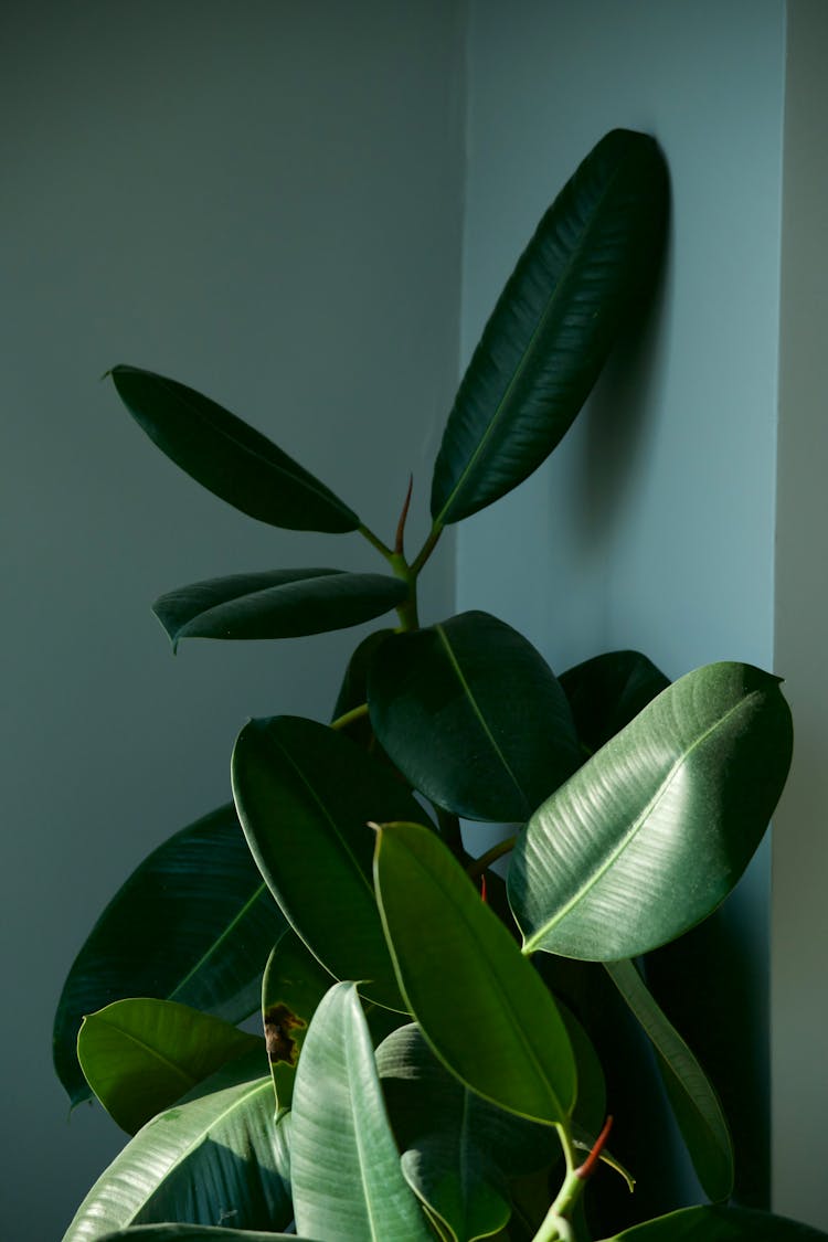 Rubber Plant In A House 