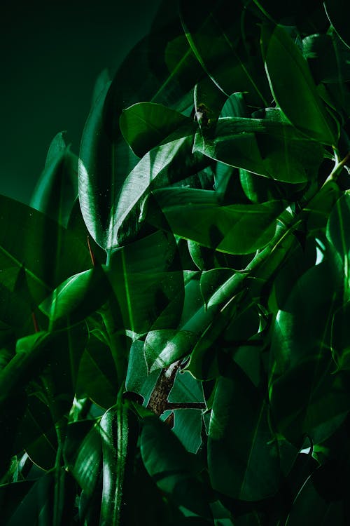Close up of Green Leaves