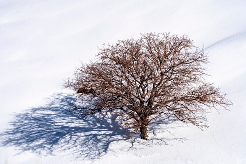 Free A lone tree casts a stark shadow on a snow-covered landscape in Van, Türkiye. Stock Photo