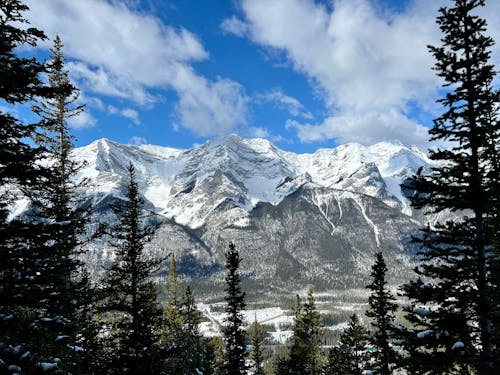 Photos gratuites de alpin, arbres, froid