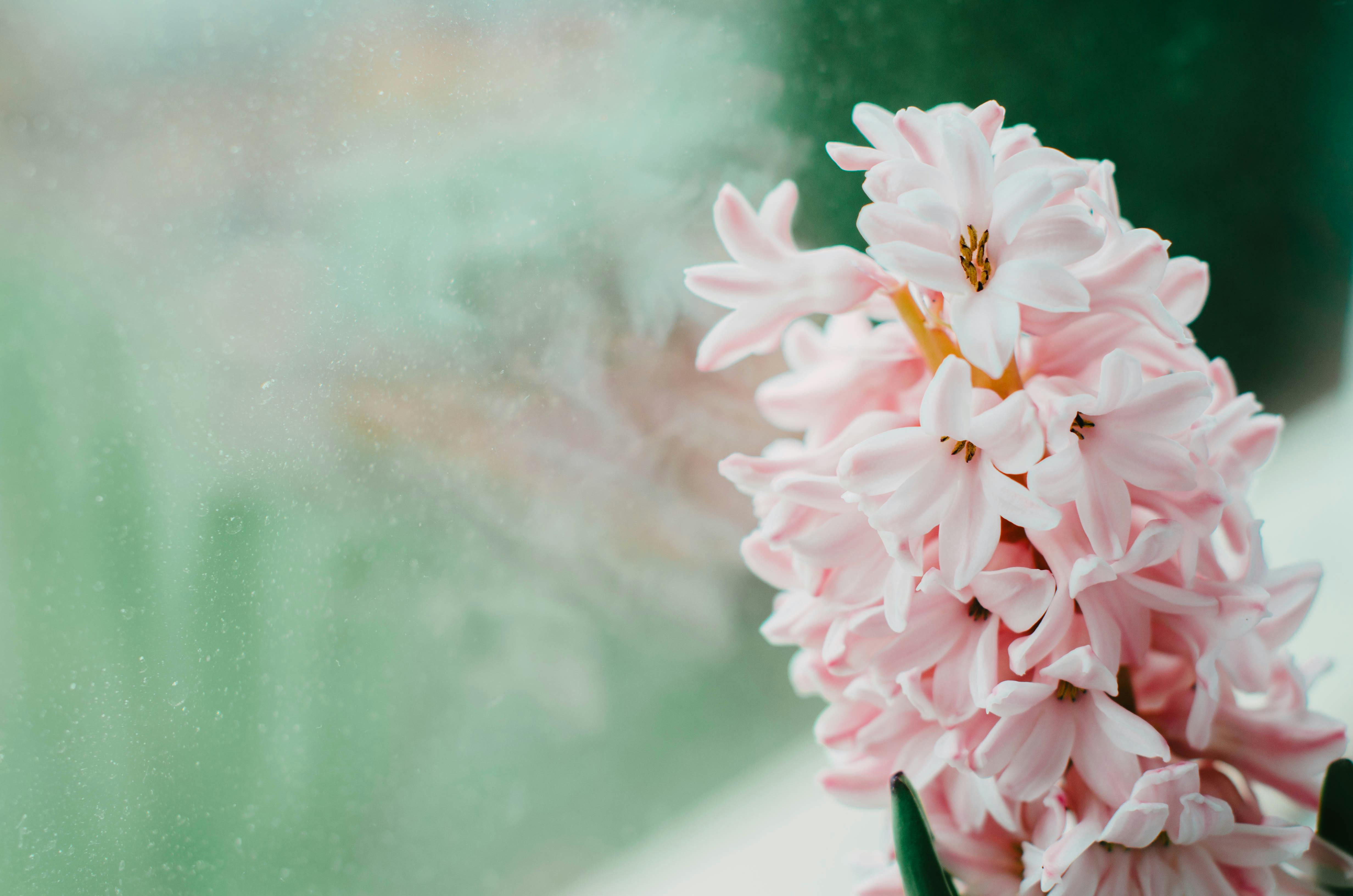 Beautiful Flowers Near Window · Free Stock Photo