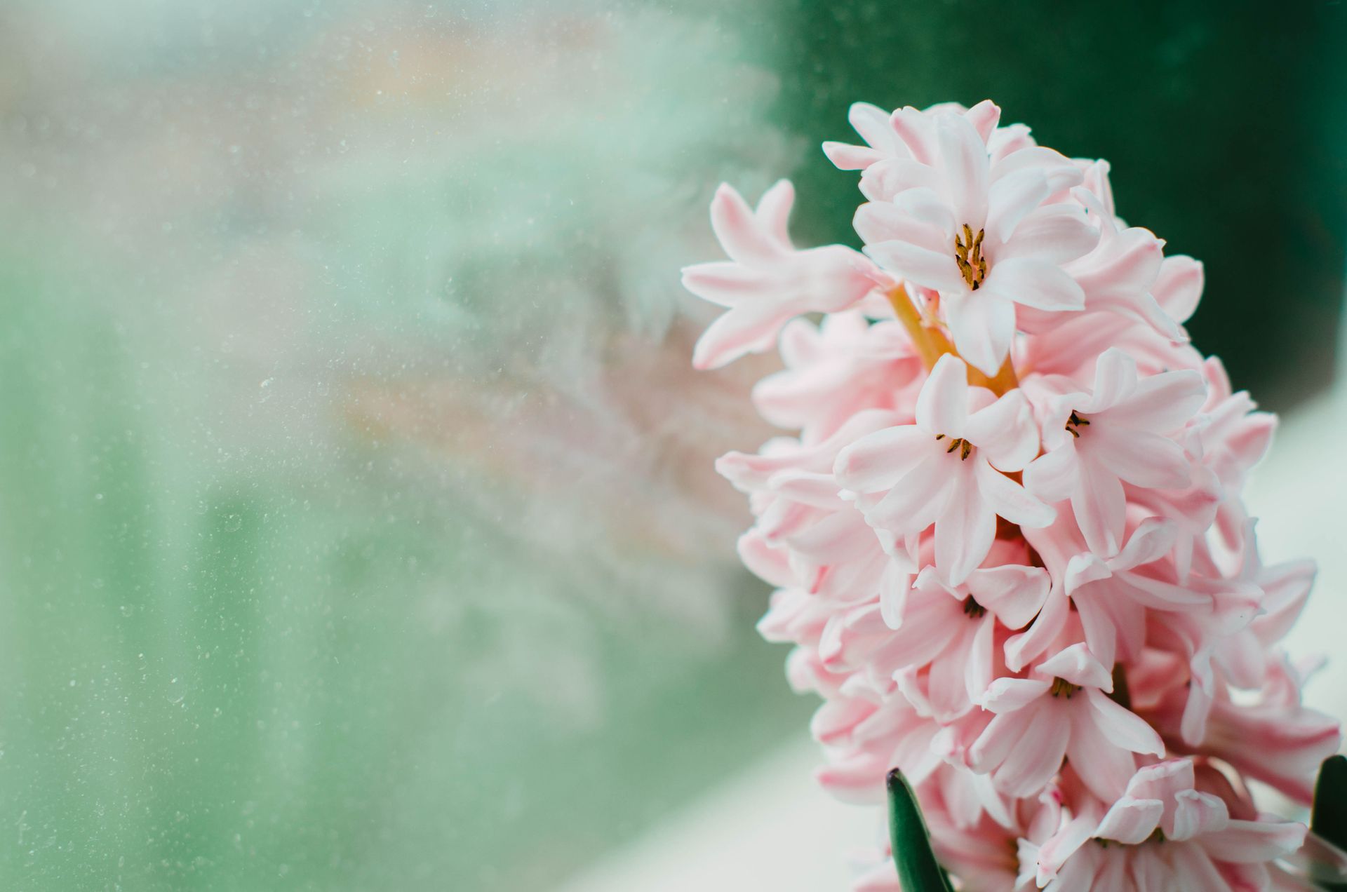 Close-up of blooming pink hyacinth flowers beside a window, showcasing delicate petals.
