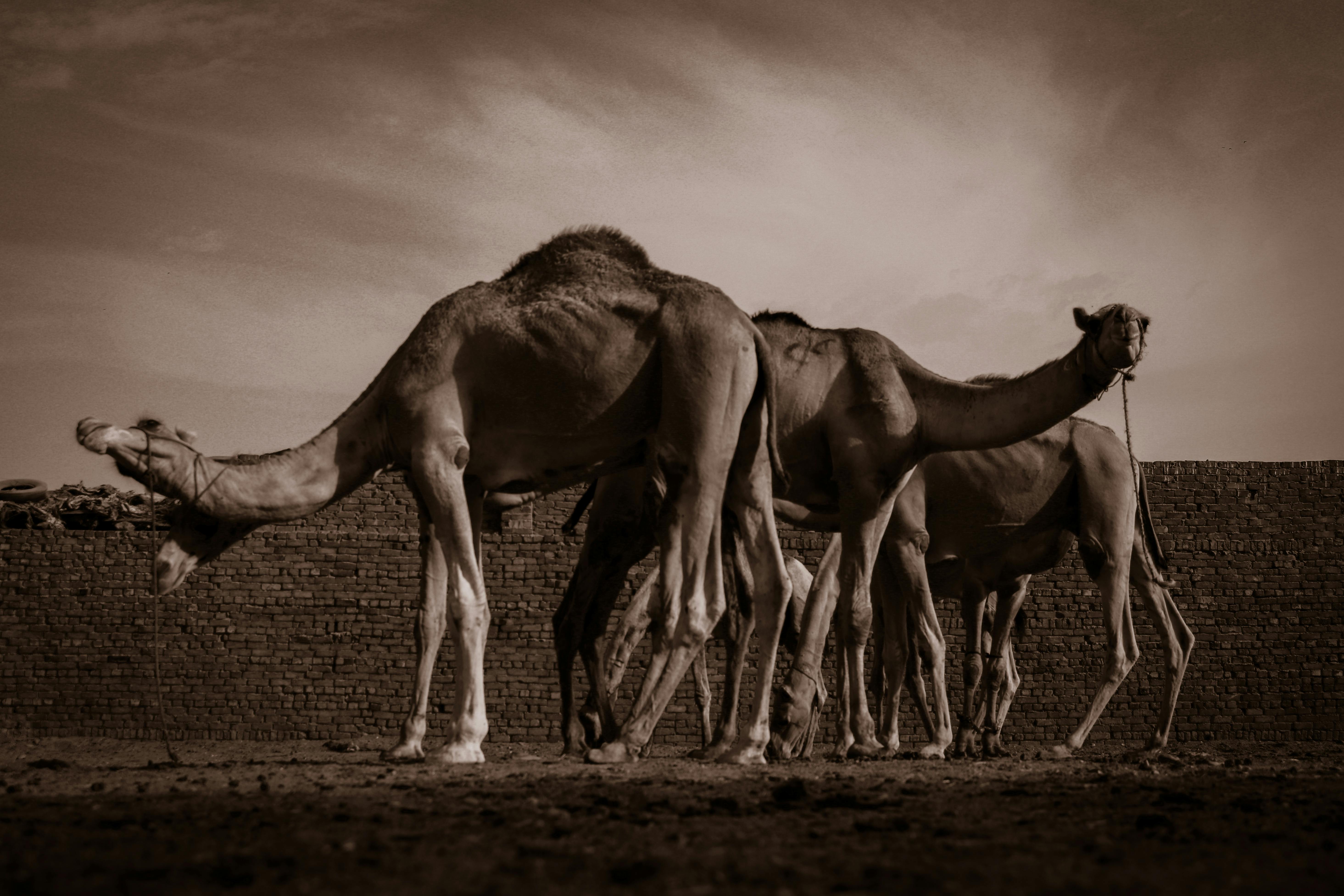 Free stock photo of black and white, camels, canon