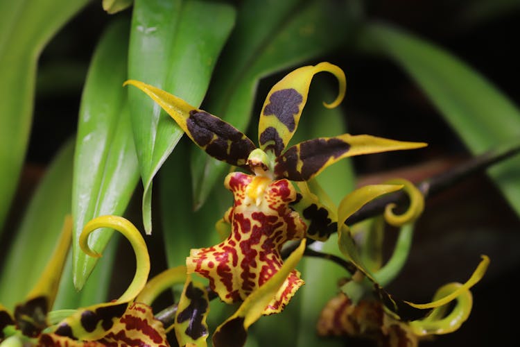 Close-Up Photograph Of An Orchid Flower