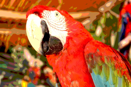Darmowe zdjęcie z galerii z fotografia zwierzęcia, kolory, sztuka