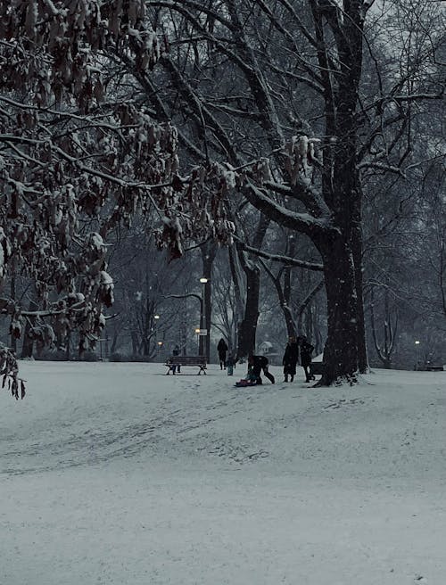 Free stock photo of heavy snowfall, park, skiing