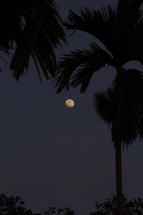 The moon is seen through palm trees in the sky