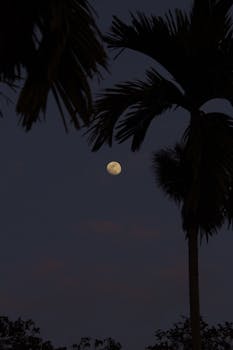 A tranquil night scene featuring a full moon surrounded by palm tree silhouettes, capturing a peaceful tropical vibe.