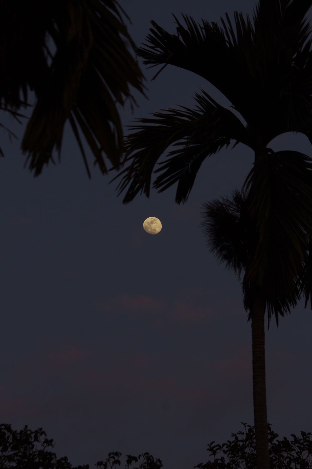 The moon is seen through palm trees in the sky · Free Stock Photo