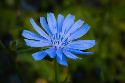 Close-Up Photo of a Blue Flower in Bloom