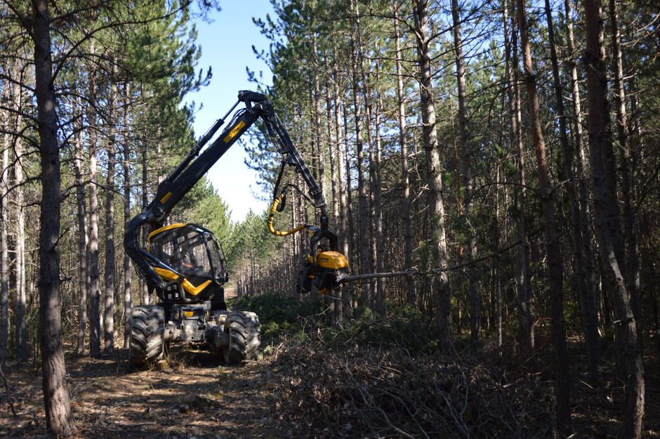 forestry mulcher in action - clearing trees from land forestry mulcher in action - clearing trees from land