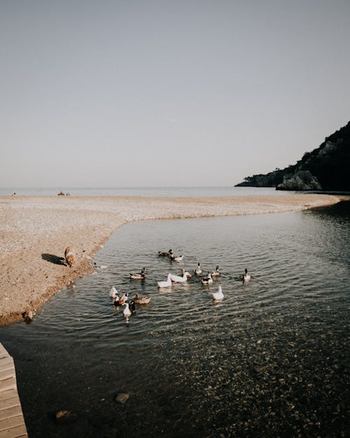 Imagine de stoc gratuită din faleză, fotografiere verticală, mare