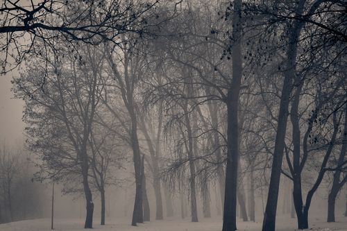 Free A captivating view of a misty winter forest in Ukraine, evoking a calm and serene atmosphere. Stock Photo
