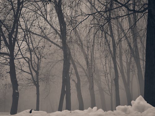 Fog in Park in Winter