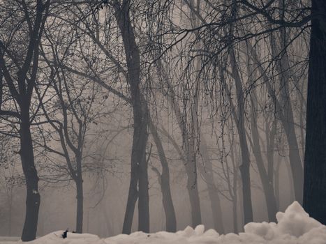 A serene winter forest shrouded in mist, with bare trees and snow-covered ground creating a tranquil atmosphere.