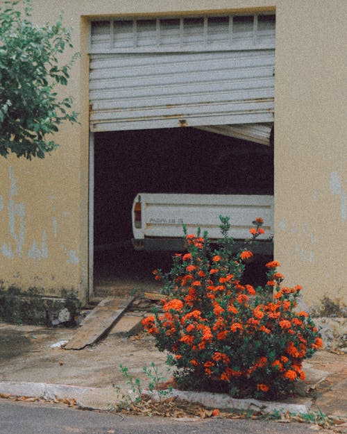 Gratis arkivbilde med blomster, gammel bil, vintage bil