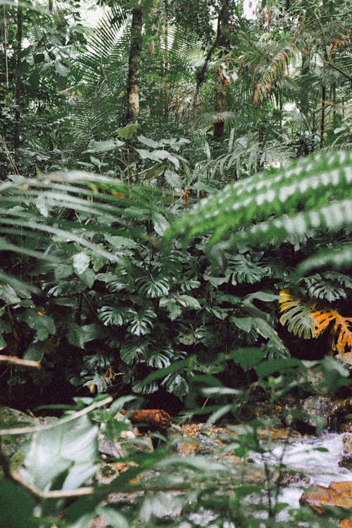 叢林, 垂直拍攝, 天性 的 免費圖庫相片