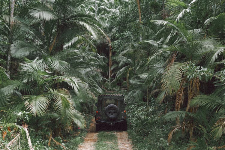 Jeep Driving Through Jungle