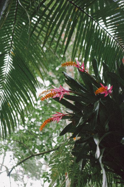 Close-up of bright tropical flowers amid lush green foliage, captured under palm leaves.