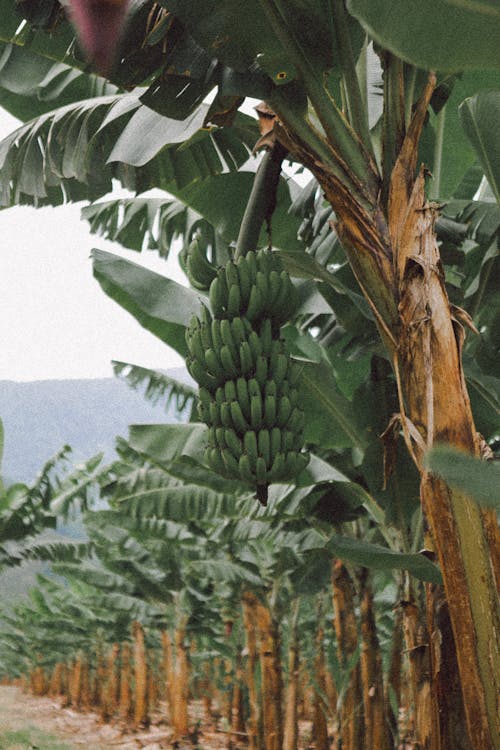 Gratis arkivbilde med bananer, frukt, landbruk