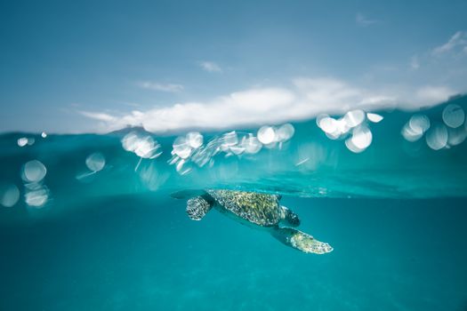 A serene image of a turtle swimming gracefully in a clear tropical ocean.