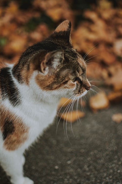 Kortharige Witte En Bruine Kat