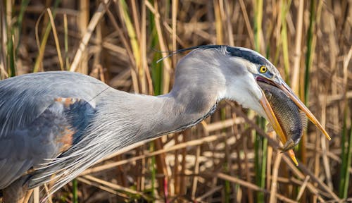 A Great Blue Heron Eating a Fish 