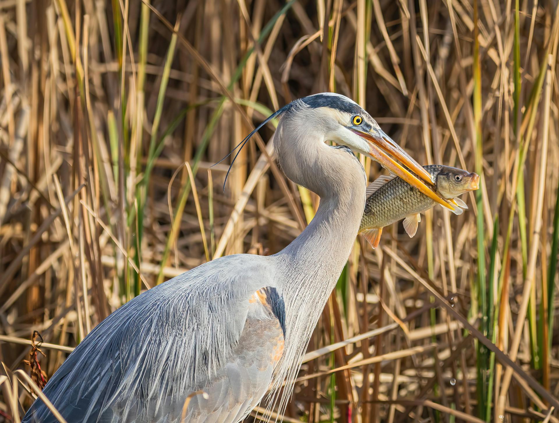 Free stock photo of animal, bird, birdwatching