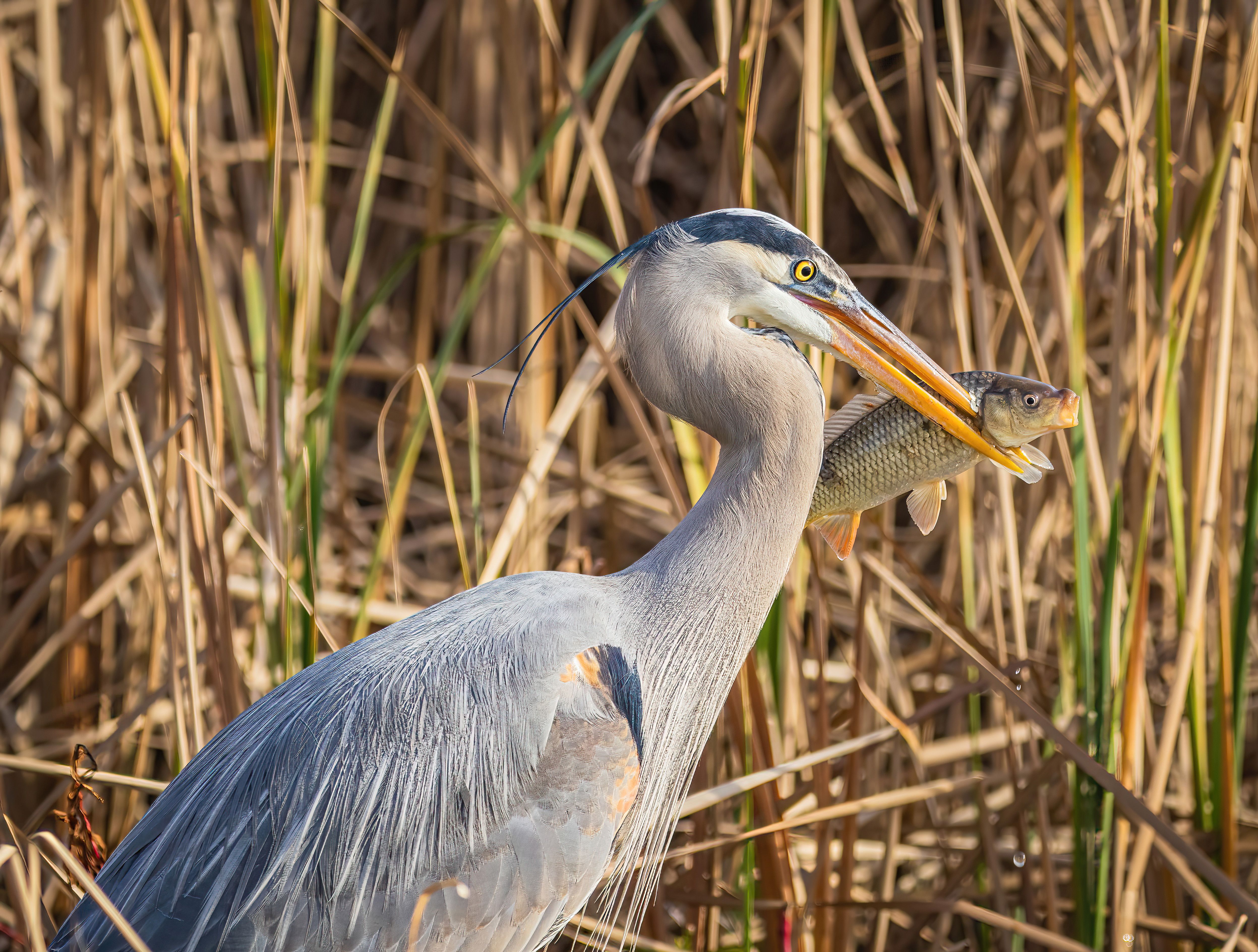 Close-up of a Heron Carrying a Fish · Free Stock Photo
