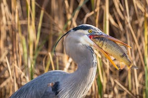 Free stock photo of animal, avian, beak