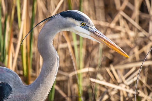 Close-Up Shot of a Great Blue Heron 