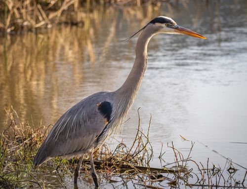 Free Close-up of a Great Blue Heron (Ardea herodias) in its natural marsh habitat. Stock Photo