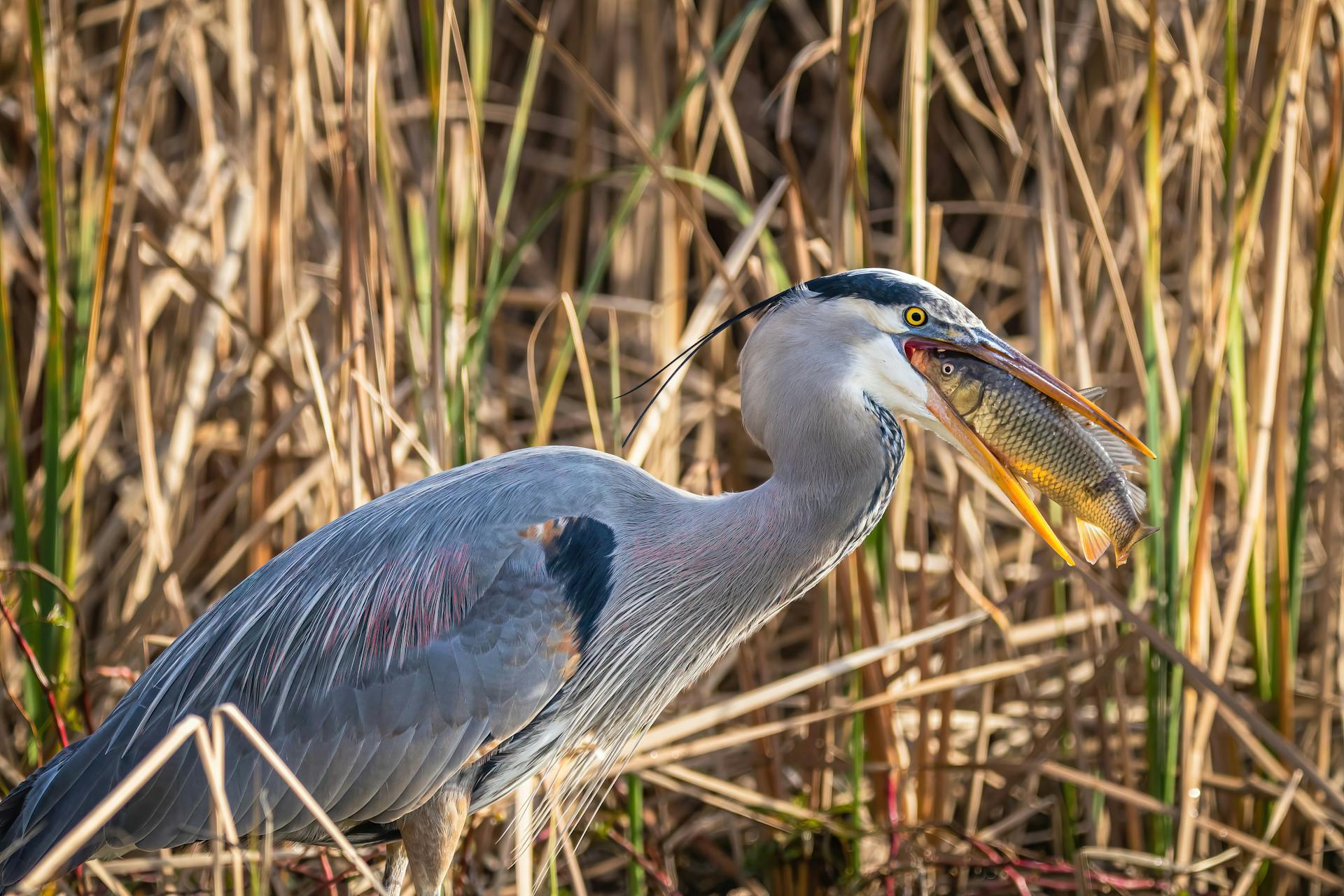 Free stock photo of animal, avian, bird