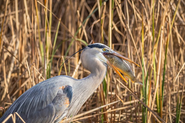 A Great Blue Heron Eating A Fish