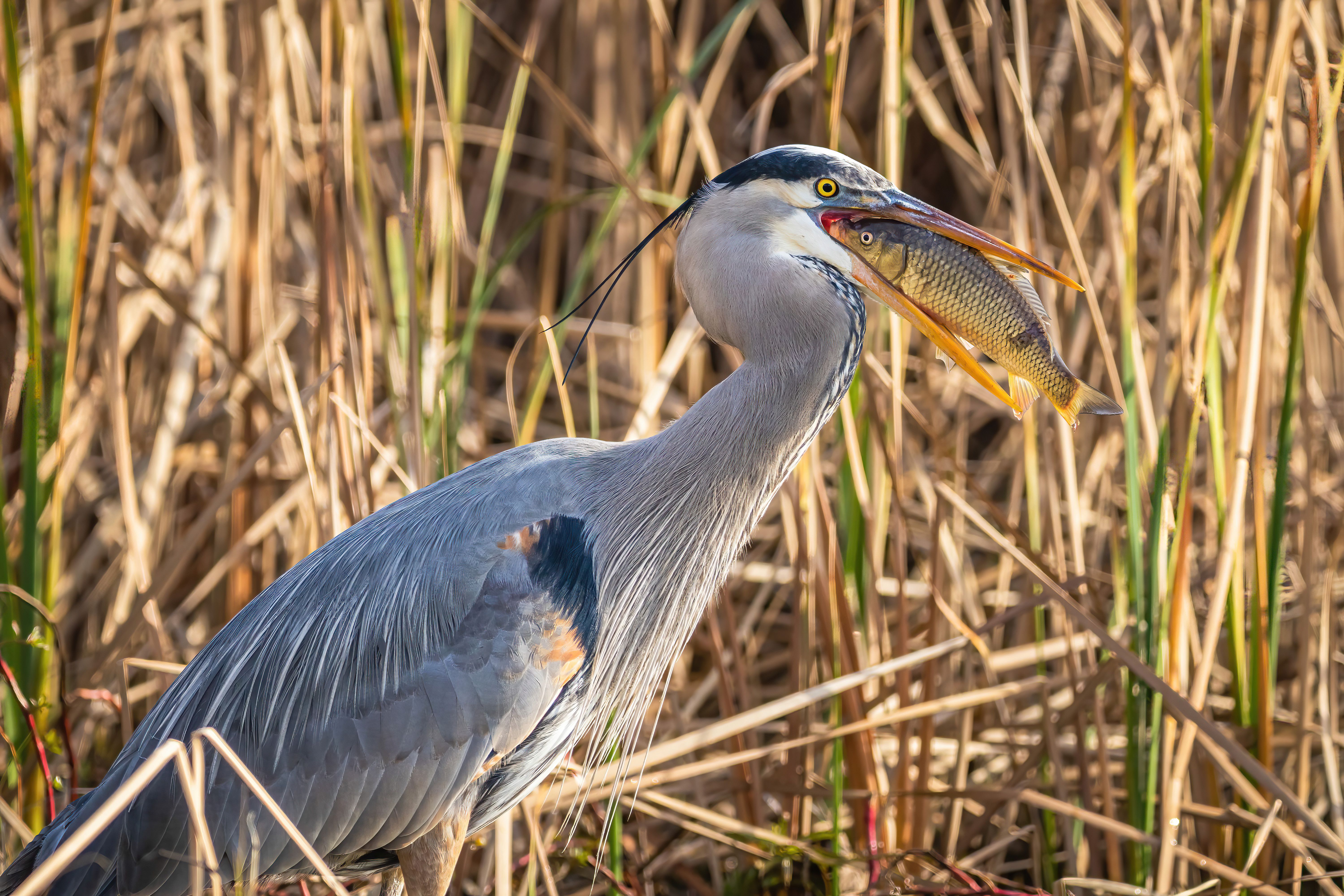 A Great Blue Heron With a Fish · Free Stock Photo