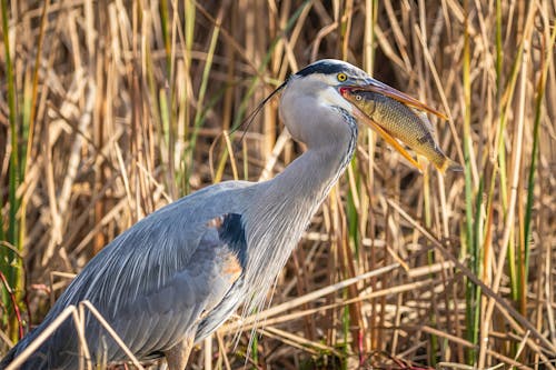 A Great Blue Heron With a Fish 